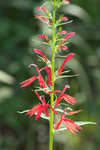 Cardinal flower